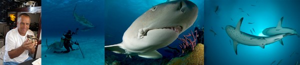 plongée requins citrons et requins tigres