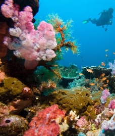 croisière plongée indonésie