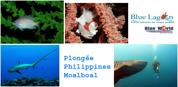la plongée sous-marine philippines moalboal