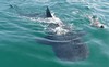 plongée requin baleine mexique