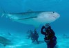 croisière plongée requins bahamas