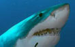 plongée requin blanc guadalupe mexique