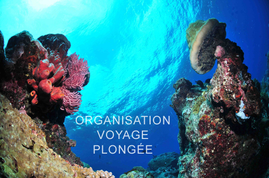 Organiser on voyage plongée sous-marine