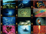 campagne de crowdfunding festival mondial de l'image sous marine