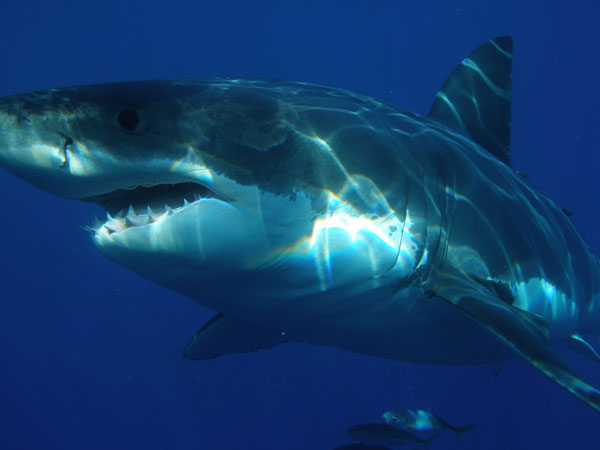 Plongée requin blanc