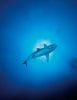 requin séjour plongée egypte