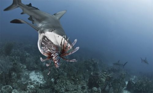 requins plongée honduras