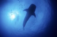 requin baleine galapagos