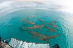 requins citrons bahamas