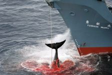 chasseur de baleine