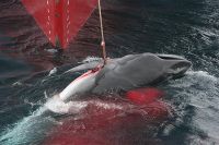 chasse baleine