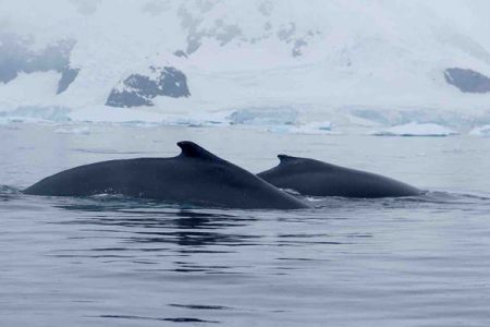 baleine sous glace au groenland