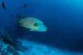 poisson napoléon plongée maldives