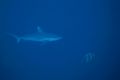 requin en plongée aux maldives