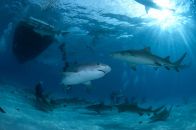 séjour plongée requins bahamas
