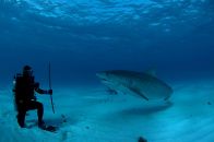 croisière plongée requin bahamas