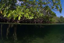 mangrove cuba