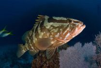 mérou plongée sous-marine cuba