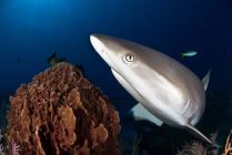 photo requin cuba