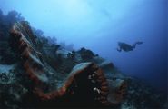 plongée sous marine indonésie