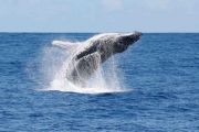 baleines maurice