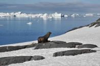 croisière plongée antarctique
