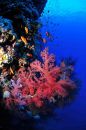 récif plongée mer rouge