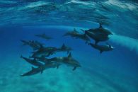 dauphins mer rouge