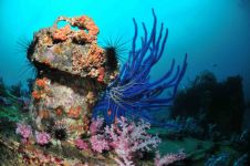 plongée sous-marine thailande