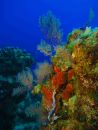 plongée sous marine bahamas