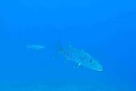 barracuda aux bahamas