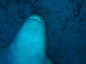 plongée sous marine requin dans les eaux de belize
