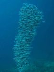 nuage de poissons plongée philippines