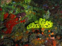 plongée sous-marine cebu moalboal