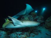 requins plongée maldives