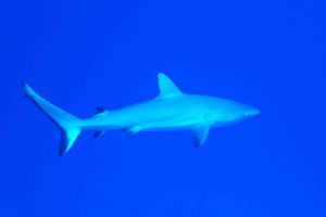Plongée requin Hienghène