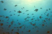plongée et faune sous-marine