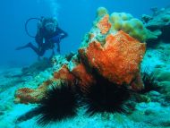 plongeur seychelles