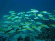 faune mer seychelles