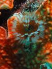flore sous-marine seychelles