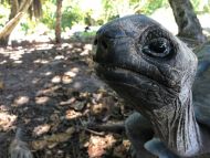 tortue seychelles
