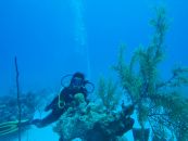 plongeuse sous-marine Bahamas
