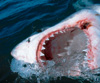 machoire de requin blanc