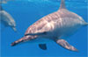 croisière plongée dauphins