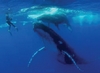 plongée cachalots et baleines à bosse