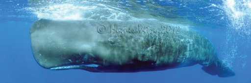 plongée sous marine cachalots et baleines