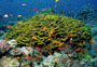 coraux et plongée sous marine