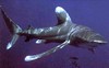 attaque requin océanique egypte
