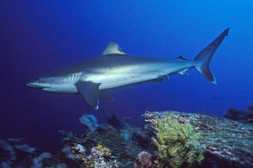 requin plongée palau