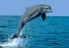 plongée egypte dauphins